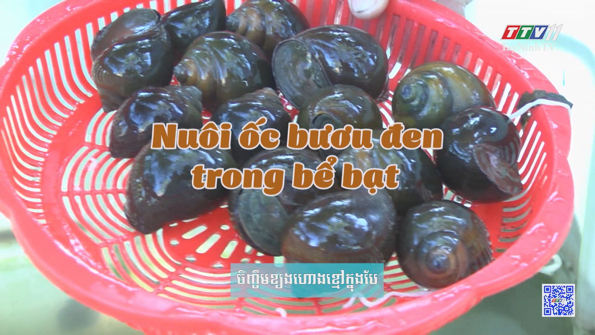 Nuôi ốc bươu đen trong bể bạt | NÔNG NGHIỆP TÂY NINH | TayNinhTV